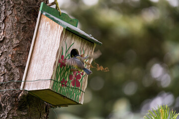 a blue tit at a wood bird house for nest building
