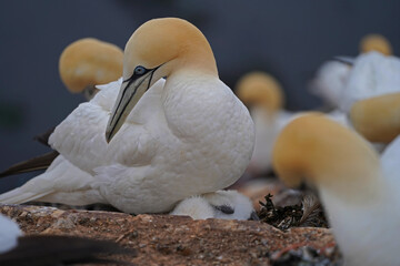 Gannets with their offspring on Helgoland Island.