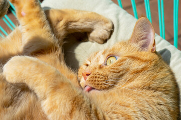 Gato con lengua fuera limpiándose