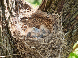 Nest with newborn blackbird chicks and egg. Natural selection and life of blackbirds in the wild.