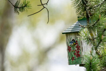 a blue tit at a wood bird house for nest building
