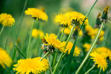 Yellow dandelions on a green meadow. Dandelions. Photo of nature. Green meadow.