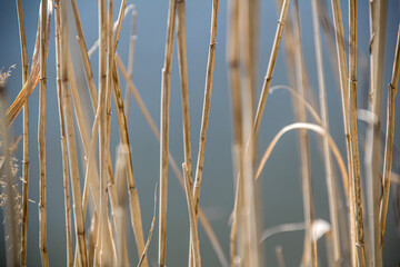Dry stalks of reeds against the background of water. Dry stems. Water. Photo of nature.