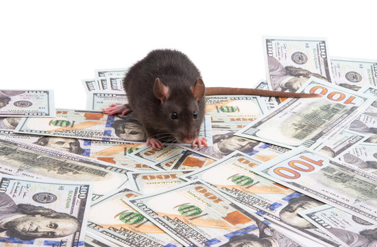 rat with dollars isolated