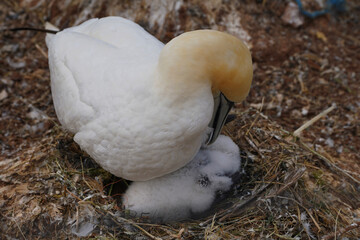Gannets with their offspring on Helgoland Island.
