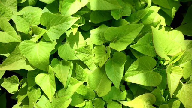 Sweet Potation (Ipomoea) Vines - Tracking Close-up
