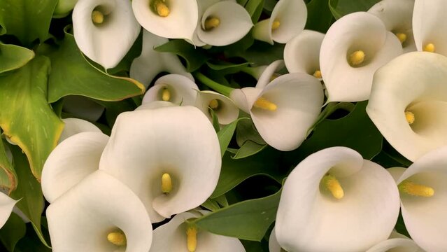 Calla Lilly (Zantedeschia hybrida) Flowers - Tracking Close-up
