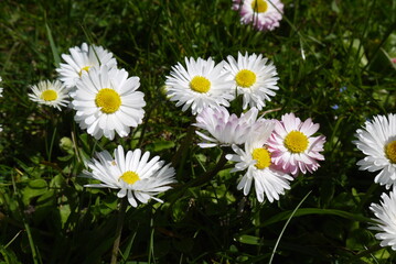 Kwitnące niezapominajki na trawniku. Zbliżenie na kwiaty rosnące na trawniku.  - obrazy, fototapety, plakaty