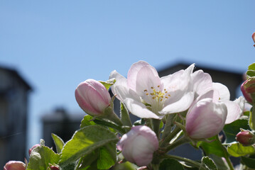 Fototapeta Kwitnące kwiaty jabłoni na gałęzi. Zbliżenie pachnących różowych kwiatów jabłoni. Wiosenne kwiatki na jabłonce.. obraz