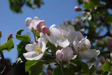 Kwitnące kwiaty jabłoni na gałęzi. Zbliżenie pachnących różowych kwiatów jabłoni. Wiosenne kwiatki na jabłonce. - obrazy, fototapety, plakaty