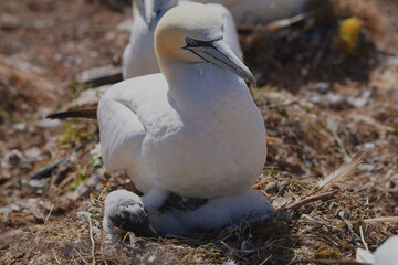 Gannets with their offspring on Helgoland Island.