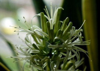 Kwitnąca sansewieria hodowana w doniczce na parapecie w mieszkaniu. Pachnące kwiaty sansewierii. ...
