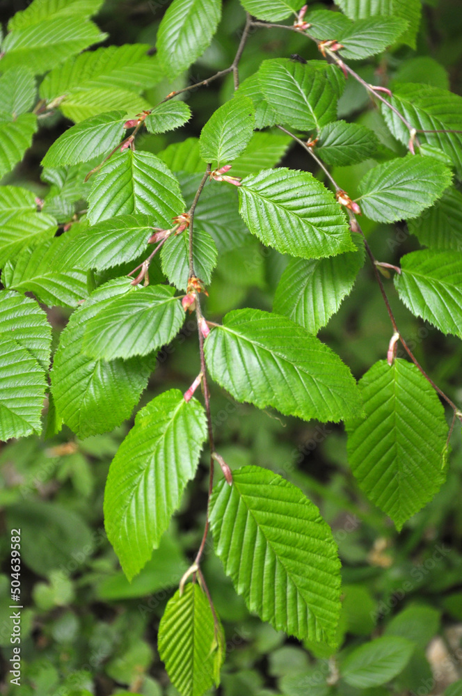 Poster Hornbeam tree branch with young leaves