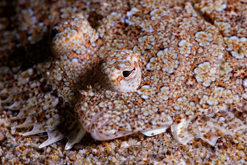 close up of sole fish underwater