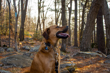 A German Shepard mix dog posing on a hiking trail in the middle of the woods