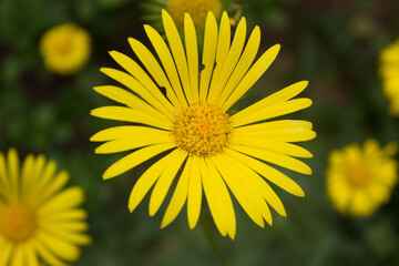 Żółty kwiat nadjedzony przez owada. 