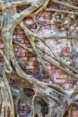 Tree root on growing on the old  red brick background