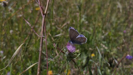 Mariposa azul (polyommatus icarus)