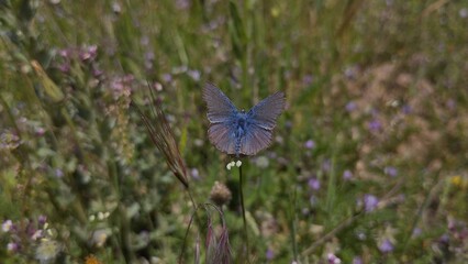Mariposa azul (polyommatus icarus)
