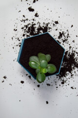 A money tree in a pot with earth on a white background. Minimalism, house plants.