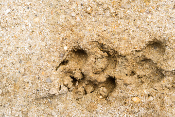 Sand texture with some dog paw holes. Top view. Close up