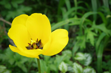 Buttercup flower 