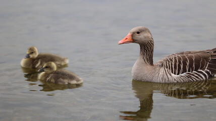 Fototapeta premium country goose and ducklings