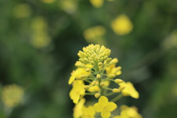 yellow flower of a dandelion