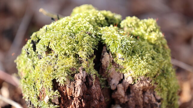 3dRose Stamp City Nature - T-Shirts Macro Photograph of a Cluster of Moss Shimmering in The Sunlight