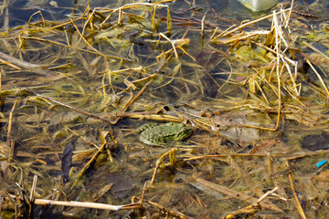 Frog in the lake. Toad. Big frog in the swamp.