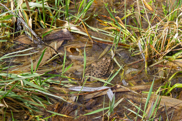 Frog in the lake. Toad. Big frog in the swamp.