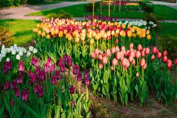 multicolored variety of tulips in the park close-up. many tulips.