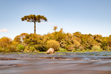 River with vegetation, rocks and Araucaria tree - Powered by Adobe