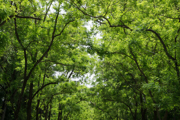 Sky covered by the branches of trees with green leaves. View of the sky from below in a park with...