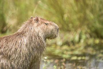 Tierna escena de la familia capibara, madre capibara amamantando a sus crias, carpinchos