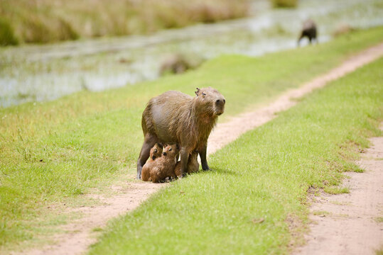Tierna escena de la familia capibara, madre capibara amamantando a sus crias, carpinchos