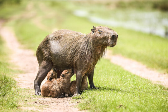 Tierna escena de la familia capibara, madre capibara amamantando a sus crias, carpinchos