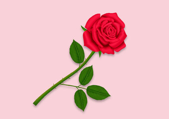 realistic red rose with leaves isolated on a pink background
