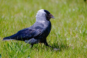 Jackdaw. A serious bird walks on the grass. Close-up