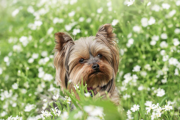 Portrait Yorkshire terrier dog on white flowers background