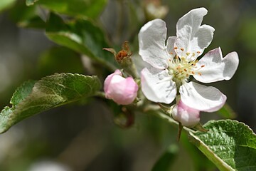branch of a blossoming apple tree on a green background. copy space