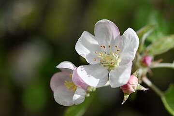 branch of a blossoming apple tree on a green background. copy space