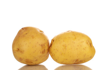 Two raw organic potatoes, close-up, isolated on a white background.
