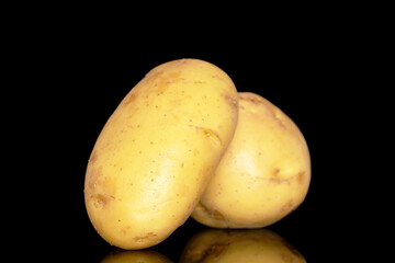 Two raw organic potatoes, close-up, isolated on a black background.