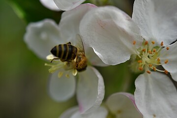 bee on a flower of a blossoming apple tree. pollination
