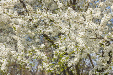 fruit trees bloom in spring