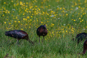 The glossy ibis (Plegadis falcinellus) is a wading bird in the ibis family Threskiornithidae. Glossy ibises feed in very shallow water and nest in freshwater.