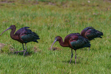 The glossy ibis (Plegadis falcinellus) is a wading bird in the ibis family Threskiornithidae. Glossy ibises feed in very shallow water and nest in freshwater.