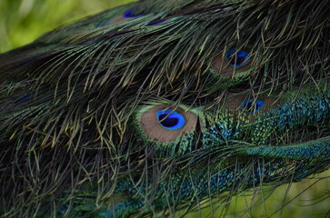 Peacock in nature with detailed