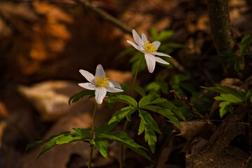 Kwiaty , zawilca gajowego (Anemone nemorosa L.)  Białe kwitnące  wczesną wiosną na  dnie lasu .